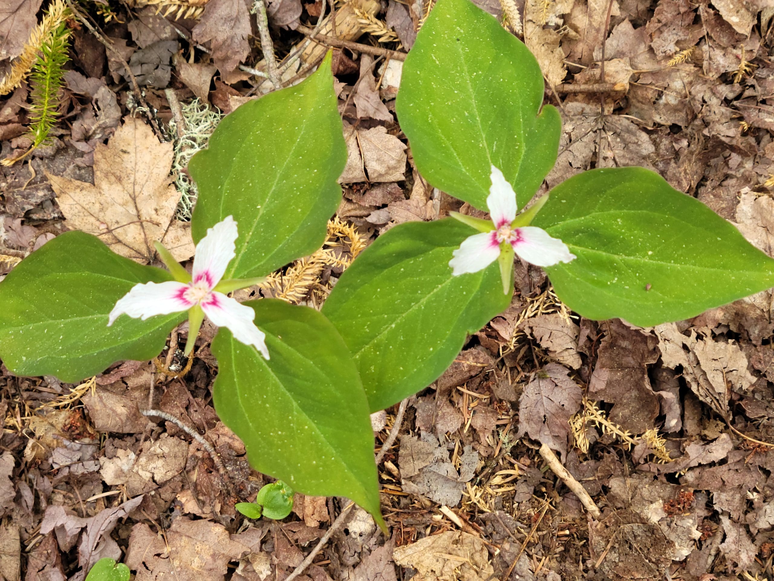 two yellow flowers surrounded by rocks